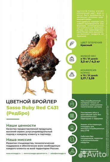 Инкубационное яйцо импорт
