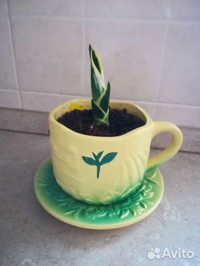 Сансевиерия ханни голд