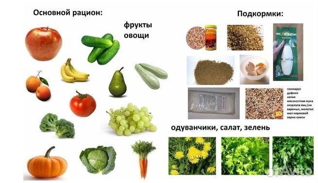 Улитки ахатины альбиносы