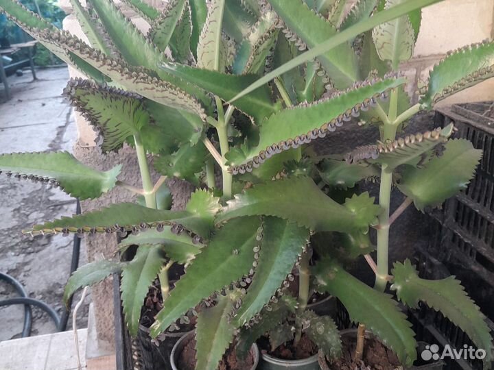 Каланхоэ лечебное