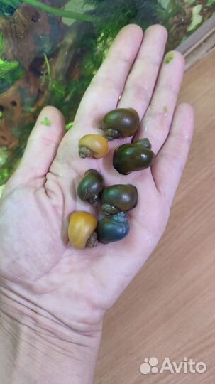 Улитки ампулярии цветные