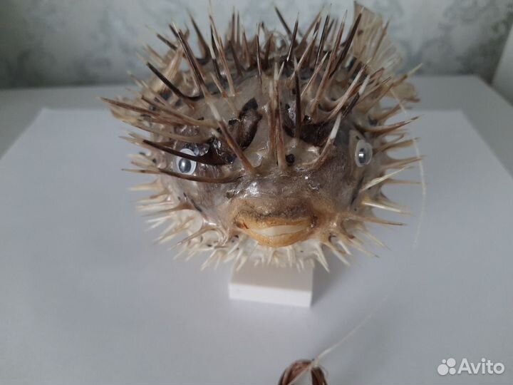 Чучело рыбы фугу (иглобрюх, рыба шар, рыба еж)