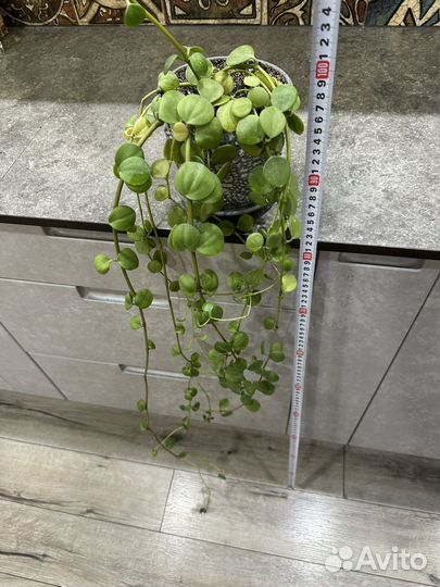 Пеперомия Тетрафилла Хоуп