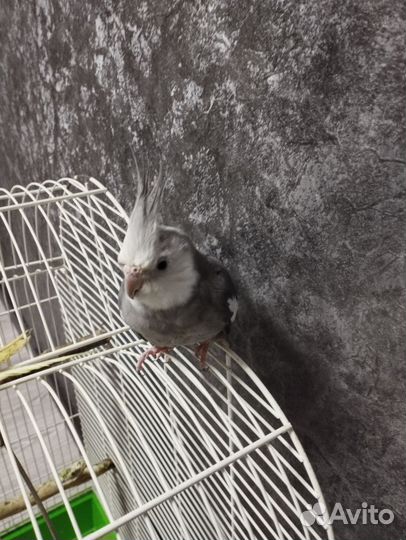 Попугай Корелла