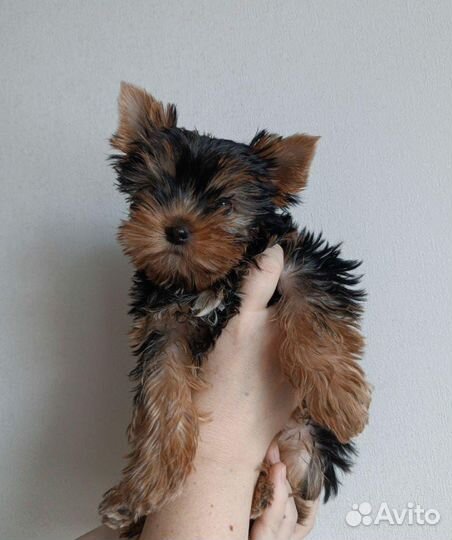 Серебристая красотка Йорк