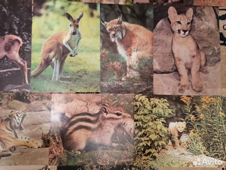 Открытки СССР, животные, фотографии