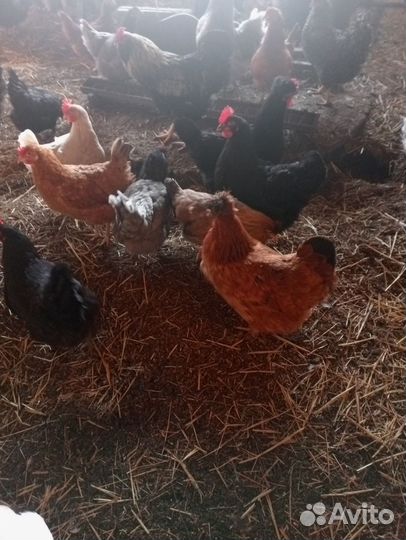 Сельхоз животные