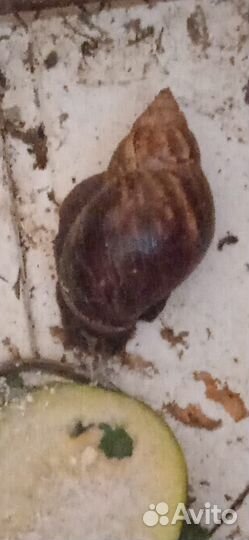 Улиточная ферма