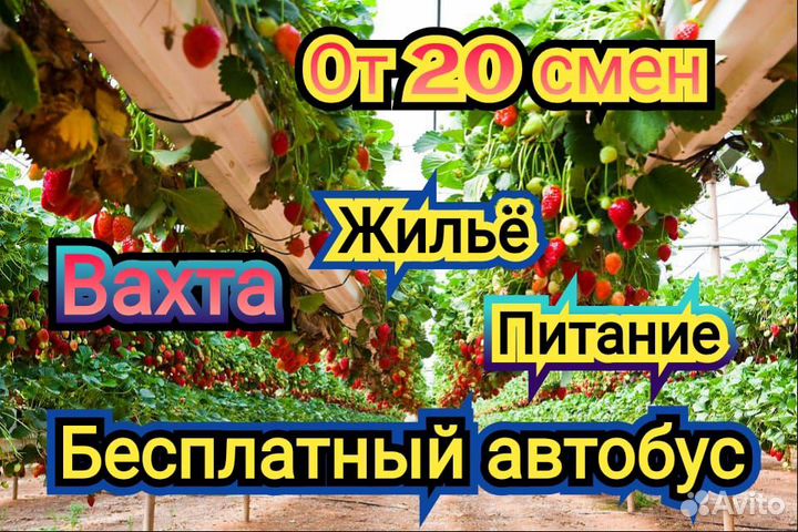 Сортировщик Вахта Без опыта 20 смен Жилье/Питание