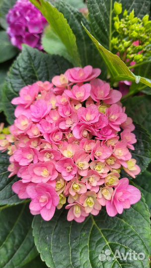 Гортензия крупнолистная, метельчатая, ампельная