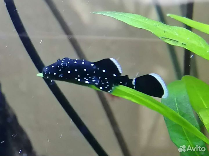 Сомики анциструс звёздчатый черный