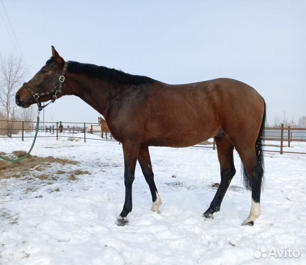 Продается жеребец