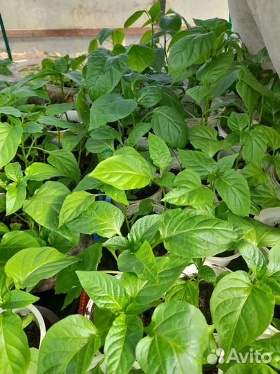 Рассада томатов.перцев.баклажанов