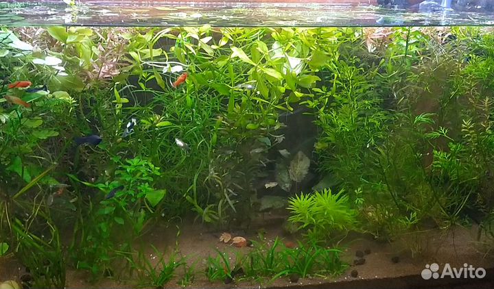 Растения - прополка