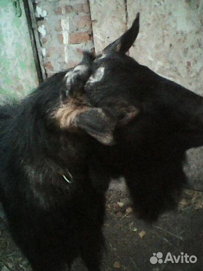 Козёл на вязку