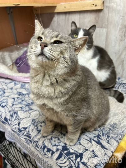 Кошки в добрые руки
