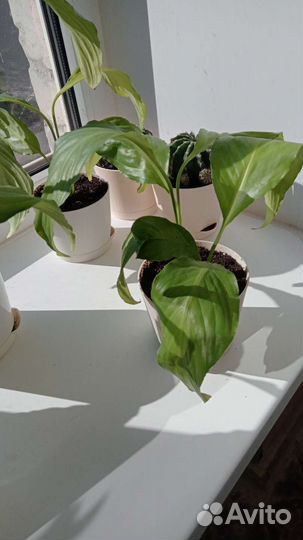 Спатифиллум