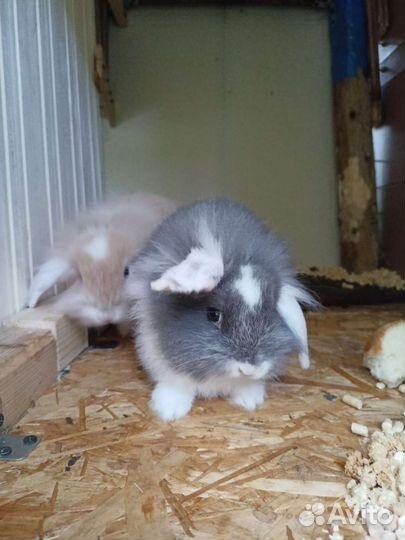 Крольчата карликовые вислоухие