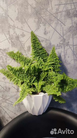 Нефролепис Мариса