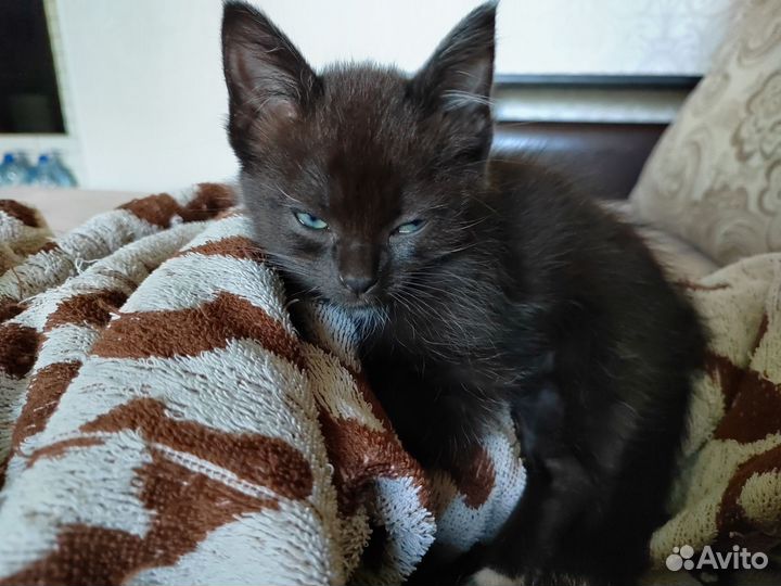 Котята в добрые руки бесплатно