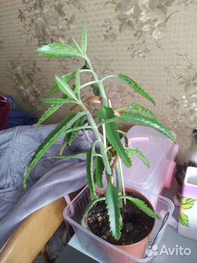 Каланхоэ дегремона