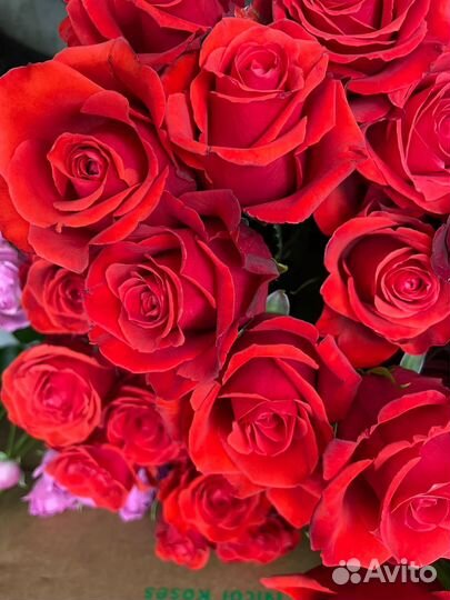 Розы Эквадор под заказ оптом от 500 шт