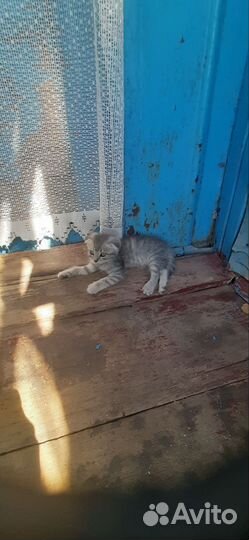 Котята в добрые руки бесплатно