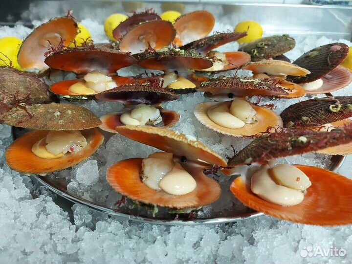 Гребешок красный живой