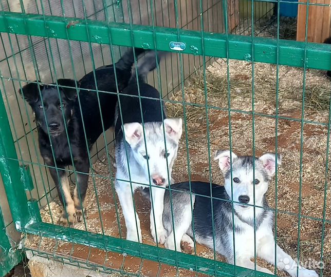 Щенки