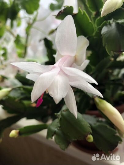 Декабристы сортовые