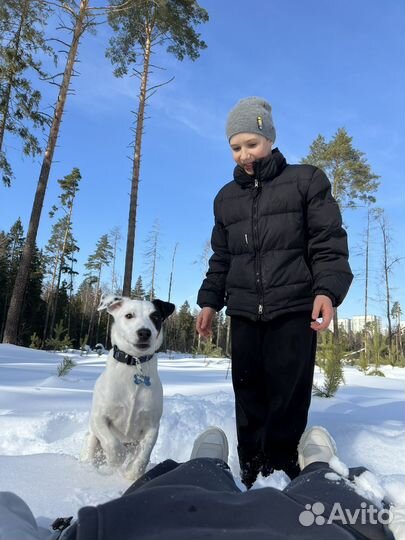 Отдам собаку домашнюю