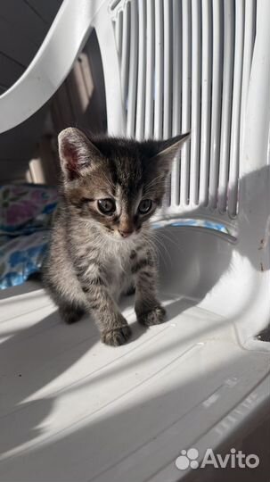 Котенок в добрые руки