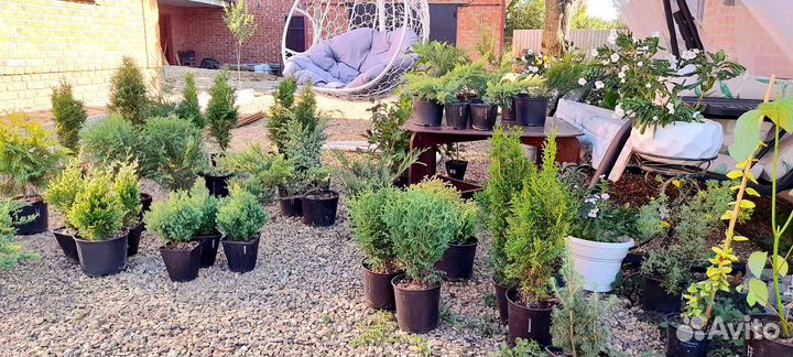 Хвойные и декоративные растения