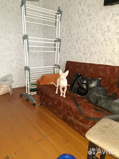 Отдам кота сфинкса в добрые руки