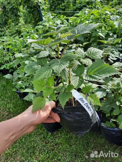 Малина Кримсон Найт саженцы