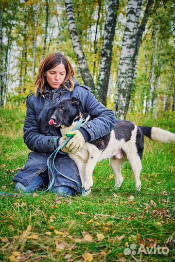 Собака в добрые руки