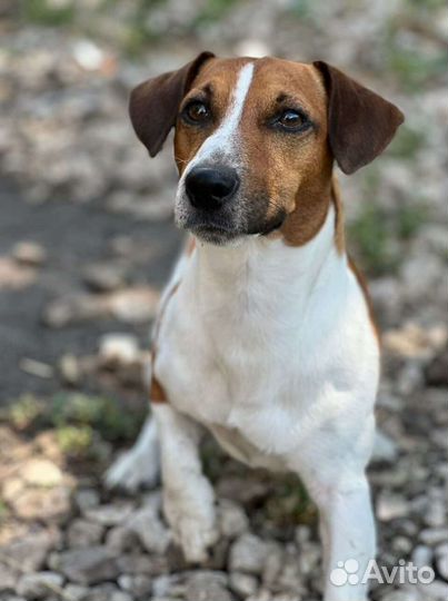 Собака для вязки