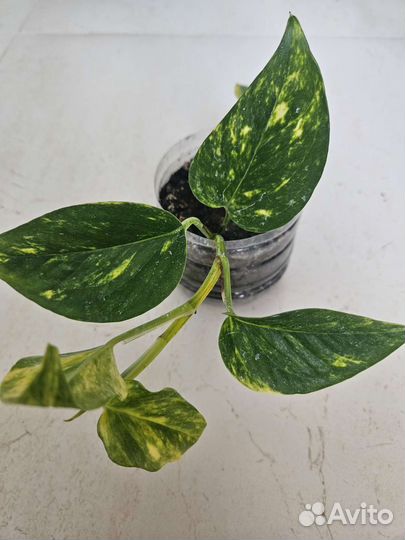 Сциндапсус