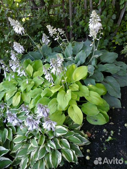 Многолетники