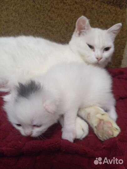 Отдам в добрые руки котенка, девочка