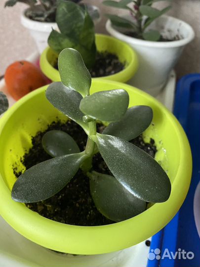 Комнатные растения