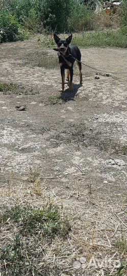 Австралийский Келпи пастушки