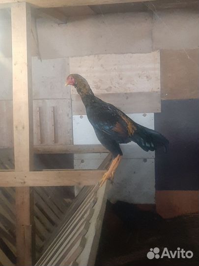 Куры молодки домашние