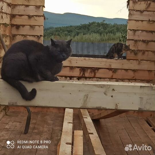 Найден британец