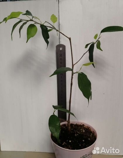 Фикус каучуконосный фикус бенджамина