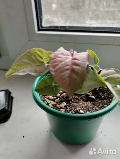 Сингониум неон пинк