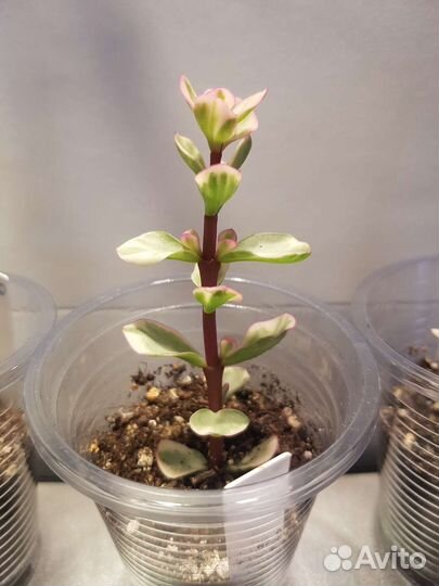 Портулакария афра вариегата