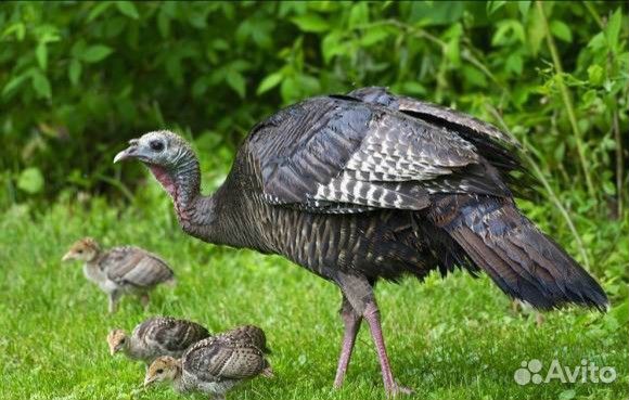 Дикие Американский индюшата