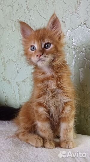 Котёнок мейн кун