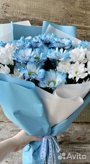 Хризантемы крашеные. Доставка цветов Вологда